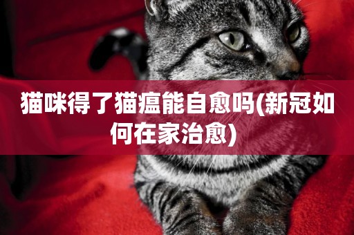 貓咪得了貓瘟能自愈嗎(新冠如何在家治愈) 