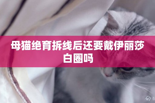 母貓絕育拆線后還要戴伊麗莎白圈嗎