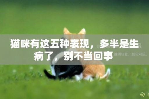 貓咪有這五種表現，多半是生病了，別不當回事 