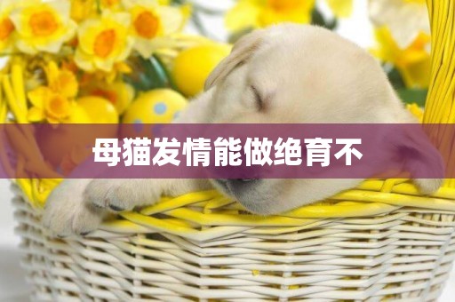 母貓發情能做絕育不