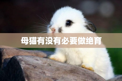 母貓有沒有必要做絕育