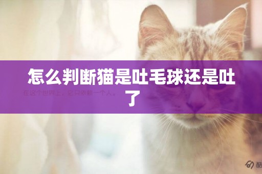 怎么判斷貓是吐毛球還是吐了