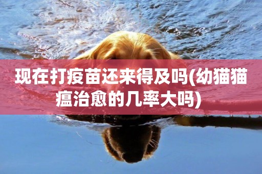 現在打疫苗還來得及嗎(幼貓貓瘟治愈的幾率大嗎) 