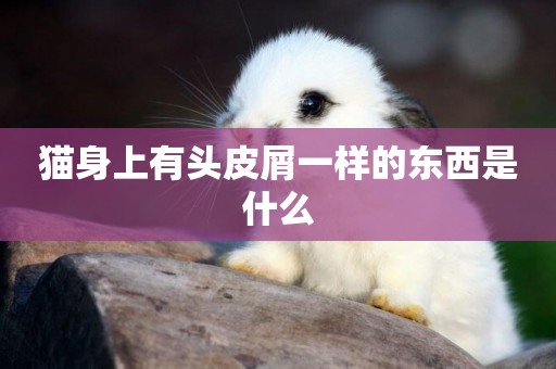 貓身上有頭皮屑一樣的東西是什么