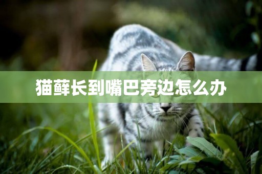 貓蘚長到嘴巴旁邊怎么辦