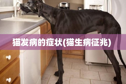 貓發病的癥狀(貓生病征兆) 