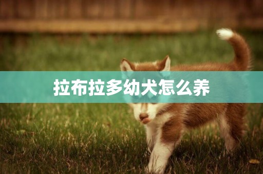 拉布拉多幼犬怎么養