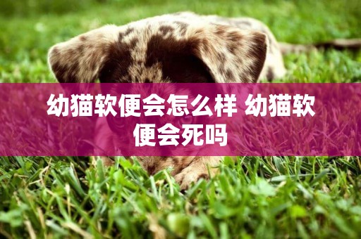 幼貓軟便會怎么樣 幼貓軟便會死嗎