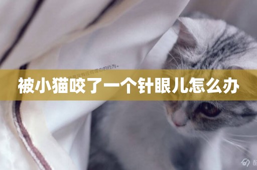 被小貓咬了一個針眼兒怎么辦