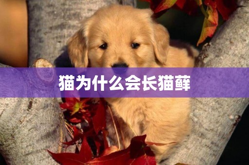 貓為什么會長貓蘚