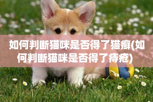 如何判斷貓咪是否得了貓癬(如何判斷貓咪是否得了痔瘡) 