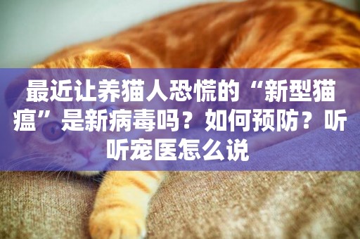 最近讓養貓人恐慌的“新型貓瘟”是新病毒嗎？如何預防？聽聽寵醫怎么說 