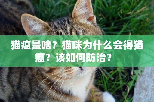 貓瘟是啥？貓咪為什么會得貓瘟？該如何防治？ 