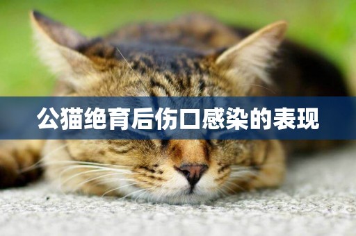 公貓絕育后傷口感染的表現