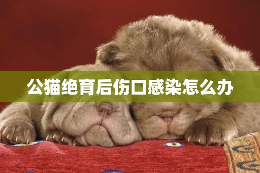 公貓絕育后傷口感染怎么辦
