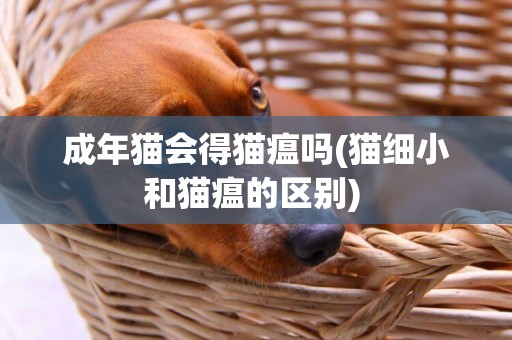 成年貓會得貓瘟嗎(貓細小和貓瘟的區別) 