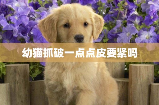 幼貓抓破一點點皮要緊嗎