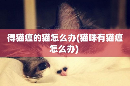 得貓瘟的貓怎么辦(貓咪有貓瘟怎么辦) 