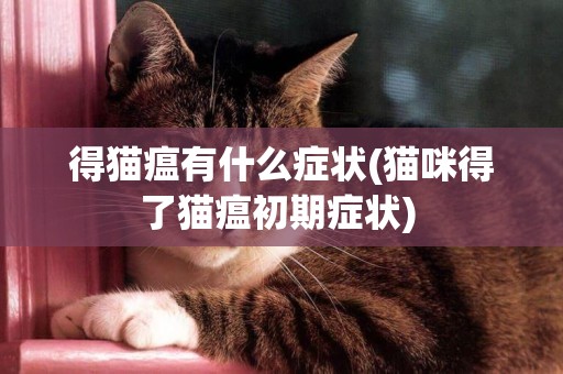 得貓瘟有什么癥狀(貓咪得了貓瘟初期癥狀) 