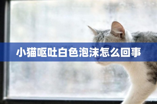 小貓嘔吐白色泡沫怎么回事