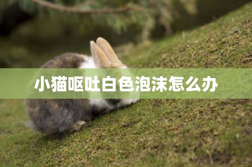 小貓嘔吐白色泡沫怎么辦