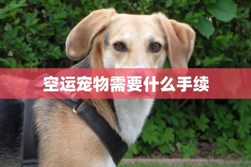 空運寵物需要什么手續