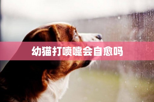 幼貓打噴嚏會自愈嗎
