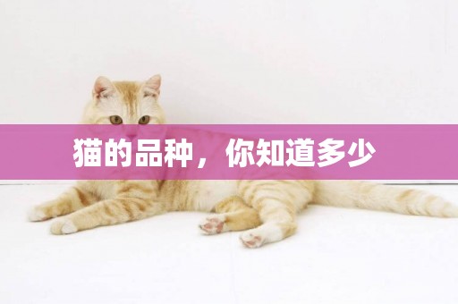 貓的品種，你知道多少 