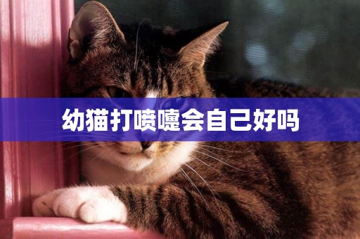 幼貓打噴嚏會自己好嗎