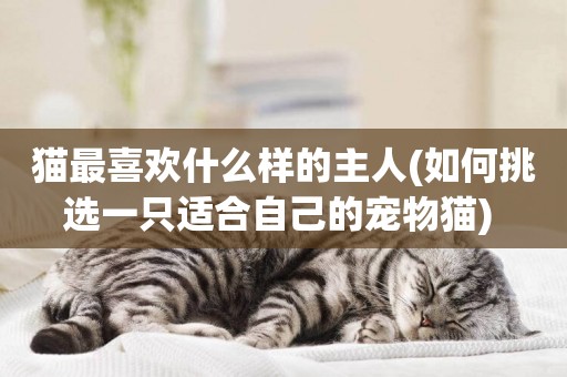 貓最喜歡什么樣的主人(如何挑選一只適合自己的寵物貓) 