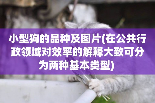小型狗的品種及圖片(在公共行政領域對效率的解釋大致可分為兩種基本類型) 