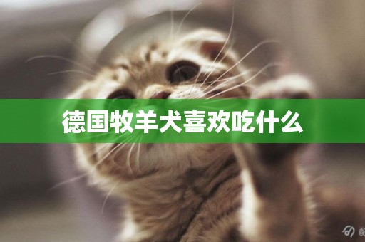 德國牧羊犬喜歡吃什么