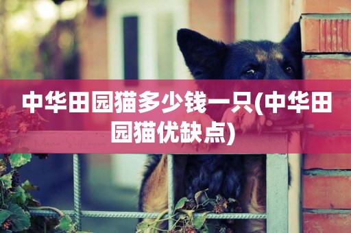 中華田園貓多少錢一只(中華田園貓優缺點) 