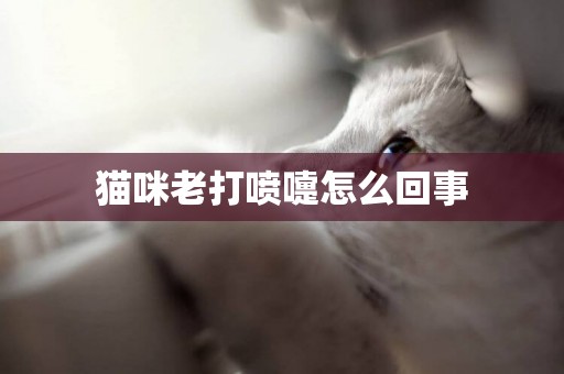 貓咪老打噴嚏怎么回事