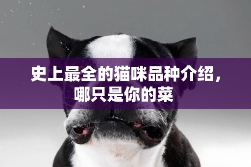 史上最全的貓咪品種介紹，哪只是你的菜 