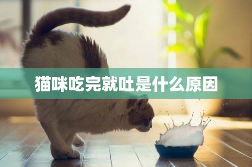 貓咪吃完就吐是什么原因