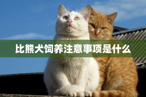 比熊犬飼養注意事項是什么