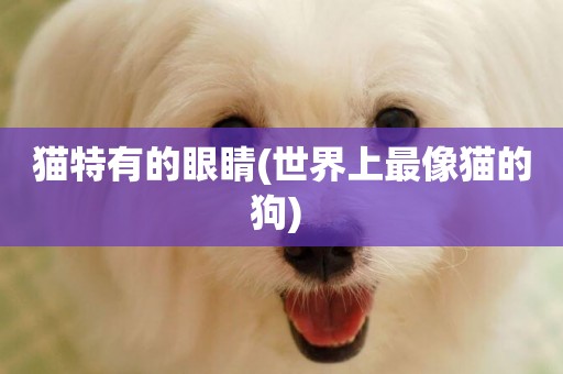 貓特有的眼睛(世界上最像貓的狗) 