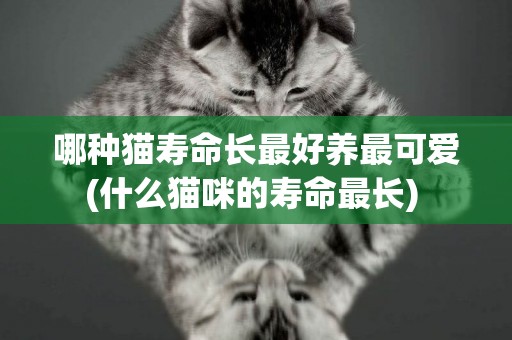 哪種貓壽命長最好養最可愛(什么貓咪的壽命最長) 