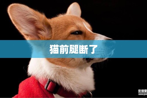 貓前腿斷了