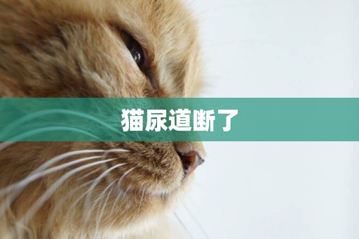 貓尿道斷了