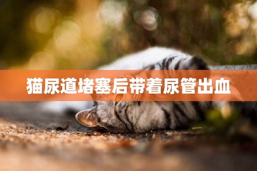 貓尿道堵塞后帶著尿管出血
