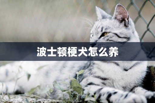 波士頓梗犬怎么養