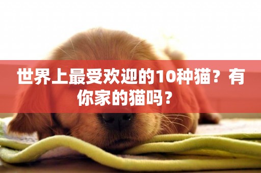 世界上最受歡迎的10種貓？有你家的貓嗎？ 