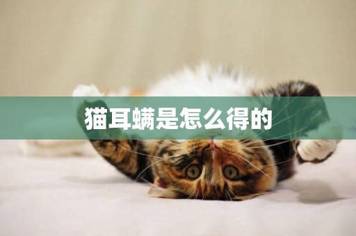 貓耳螨是怎么得的