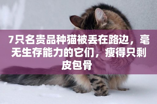 7只名貴品種貓被丟在路邊，毫無生存能力的它們，瘦得只剩皮包骨 