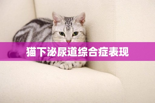貓下泌尿道綜合癥表現