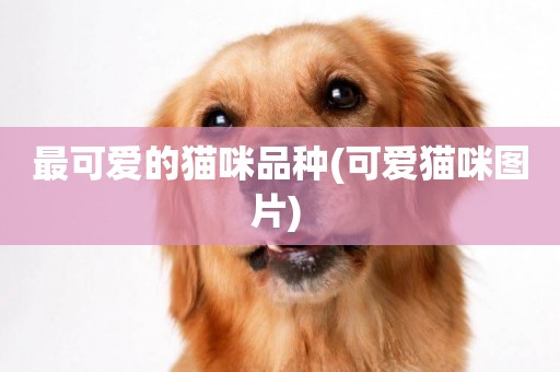 最可愛的貓咪品種(可愛貓咪圖片) 