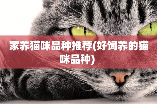 家養貓咪品種推薦(好飼養的貓咪品種) 