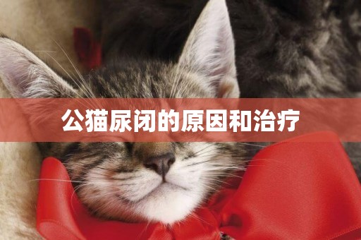 公貓尿閉的原因和治療